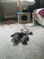 Vorschaubild 3