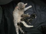Vorschaubild 1