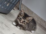Vorschaubild 3