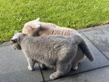 Vorschaubild 3