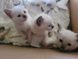 Vorschaubild 4
