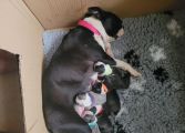Vorschaubild 1