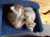 Vorschaubild 6