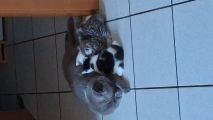 Vorschaubild 1