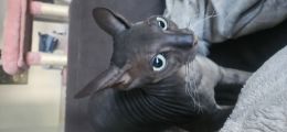 Vorschaubild 1
