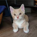 Vorschaubild 1