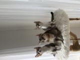 Vorschaubild 10