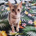 Vorschaubild 2