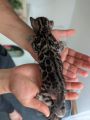 Vorschaubild 4