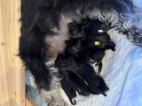 Vorschaubild 3