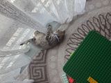 Vorschaubild 1