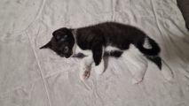 Vorschaubild 1