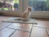 Vorschaubild 4