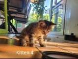 Vorschaubild 6