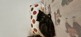 Vorschaubild 2