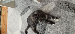 Vorschaubild 3
