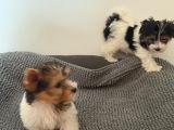 Vorschaubild 2