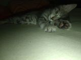 Vorschaubild 1