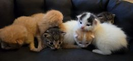 Vorschaubild 7