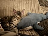 Vorschaubild 6