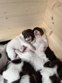 Vorschaubild 5