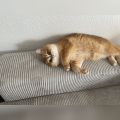 Vorschaubild 6