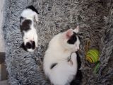Vorschaubild 2