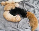Vorschaubild 8