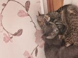 Vorschaubild 1