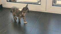 Vorschaubild 5