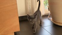 Vorschaubild 1