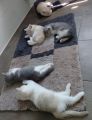 Vorschaubild 6