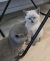 Vorschaubild 6