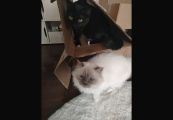 Vorschaubild 1