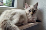 Vorschaubild 6