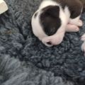 Vorschaubild 1