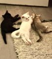 Vorschaubild 5