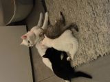 Vorschaubild 6