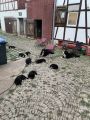 Vorschaubild 5