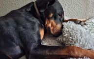Vorschaubild 1