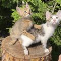 Vorschaubild 7