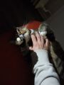 Vorschaubild 3