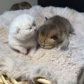 Vorschaubild 6