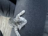 Vorschaubild 2