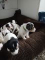 Vorschaubild 5