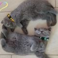 Vorschaubild 2