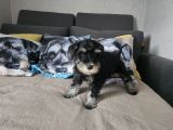 Vorschaubild 3