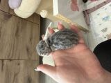 Vorschaubild 5