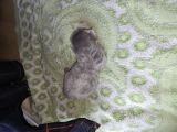 Vorschaubild 3