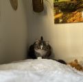 Vorschaubild 8